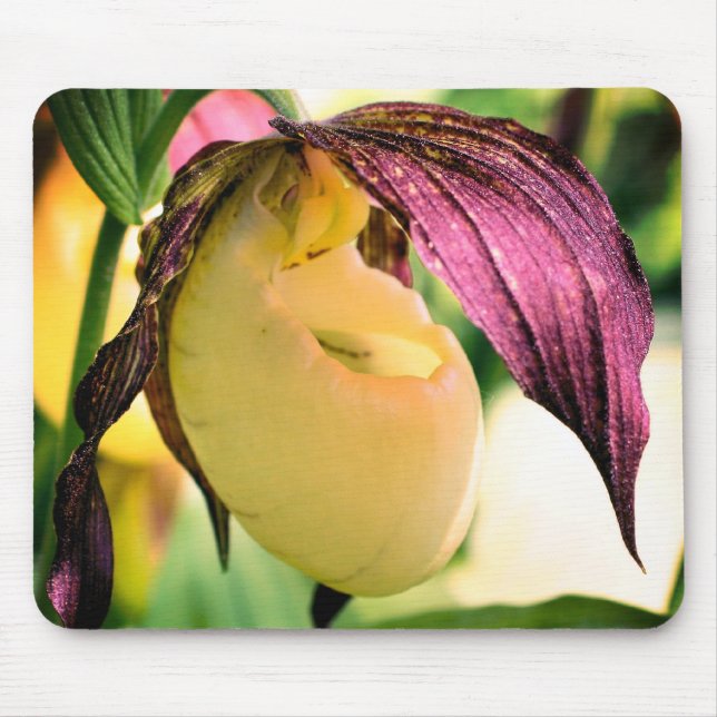 White Lady Slipper Orchid Flower  Mouse Pad (Front)
