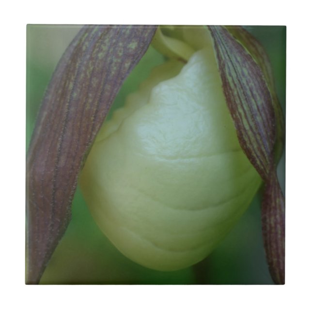 White Lady Slipper Orchid Flower Nature Tile (Front)
