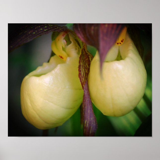 White Lady Slipper Orchid Flower Pair Poster (Front)