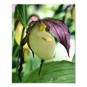 White Lady Slipper Orchid Flower  Photo Print