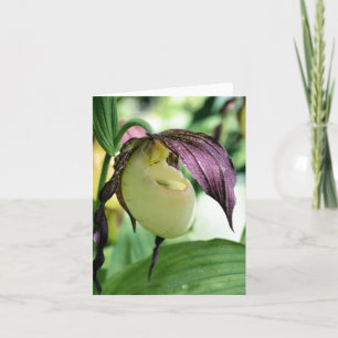 White Lady Slipper Orchid Flower Photography Note Card