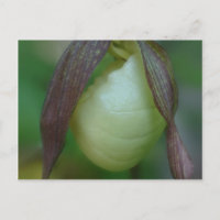 White Lady Slipper Orchid Flower