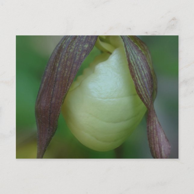 White Lady Slipper Orchid Flower Postcard (Front)
