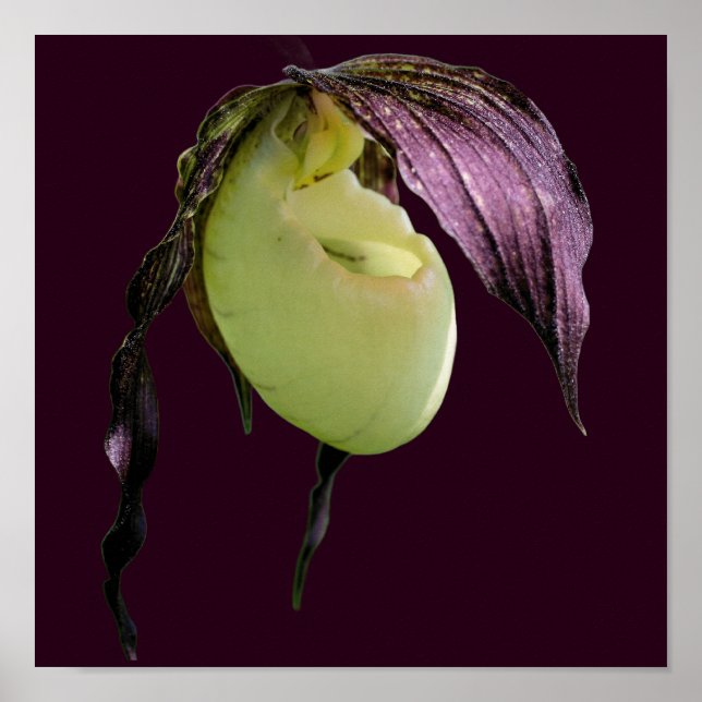 White Lady Slipper Orchid Flower  Poster (Front)