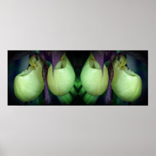 White Lady Slipper Orchid Flowers Mirror Abstract Poster