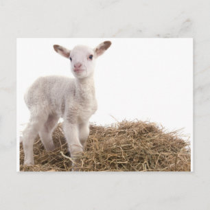 white lamb postcard