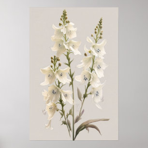 White Larkspur Flower Art Print Poster