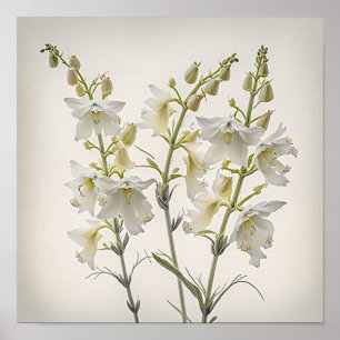 White Larkspur Flower Art Print Poster