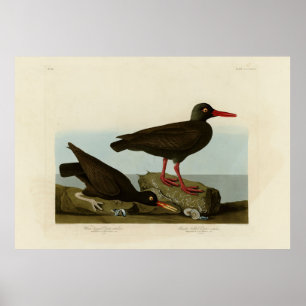 White-legged Oyster-catcher, Audubon Birds America Poster