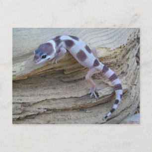 White Leopard Gecko Postcard