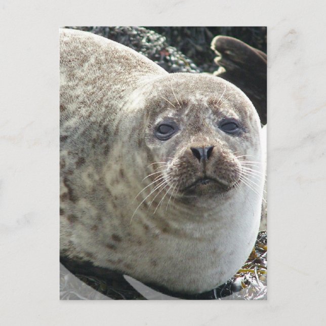 White Leopard Seal Postcard (Front)