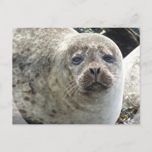 White Leopard Seal Postcard