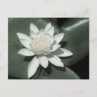 white light  pink lotus water lily flower