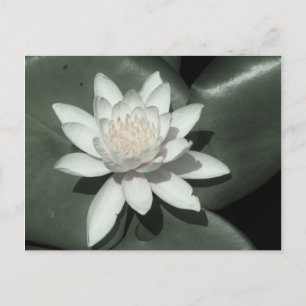 white light  pink lotus water lily flower postcard