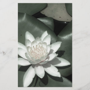 white light  pink lotus water lily flower stationery