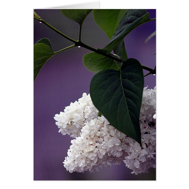 WHITE LILAC (Front)