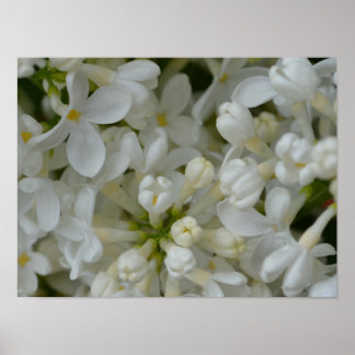 White Lilac Flowers Poster