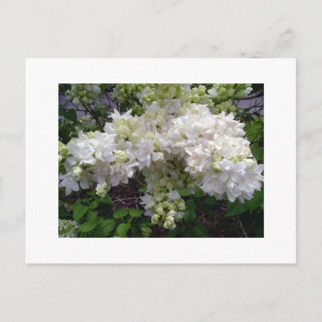 White Lilac Postcard (Front)