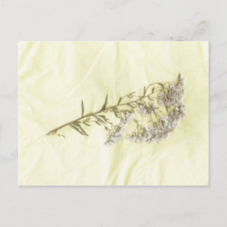 White lilac weed scanned in tissue background postcard