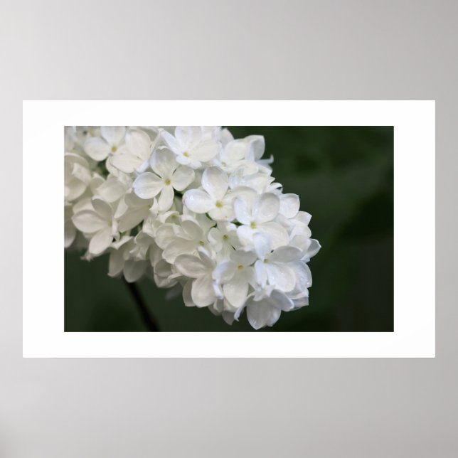 White Lilacs Poster (Front)