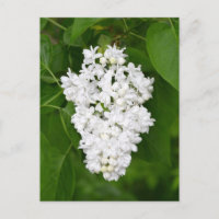 White lilacs print postcard