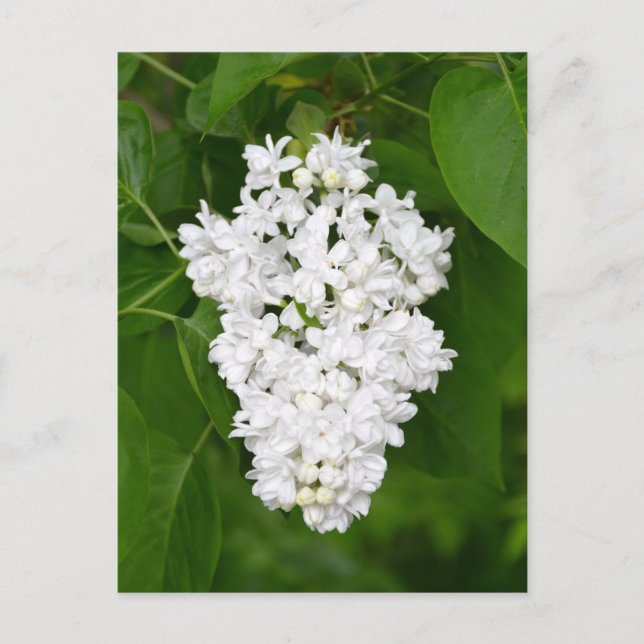 White lilacs print postcard (Front)