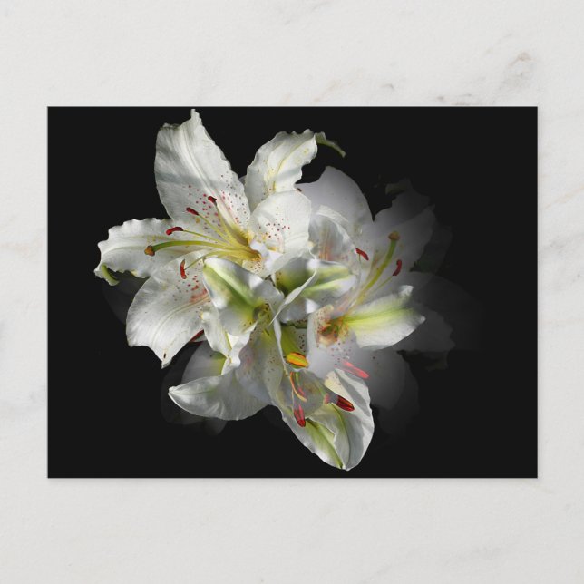 White Lilies Fantasy Postcard (Front)