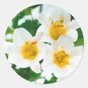 White Lilies - Lily Flower Lilium candidum Classic Round Sticker