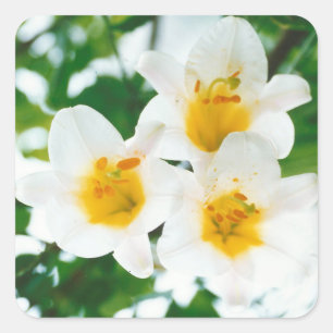 White Lilies - Lily Flower Lilium candidum Square Sticker