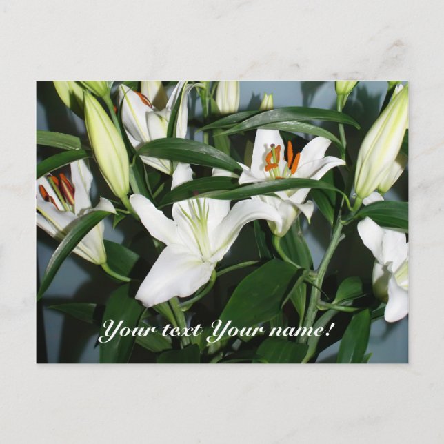 white lilies postcard (Front)
