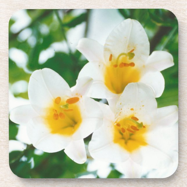 White lilies -  Symbol of love  Coaster (Front)