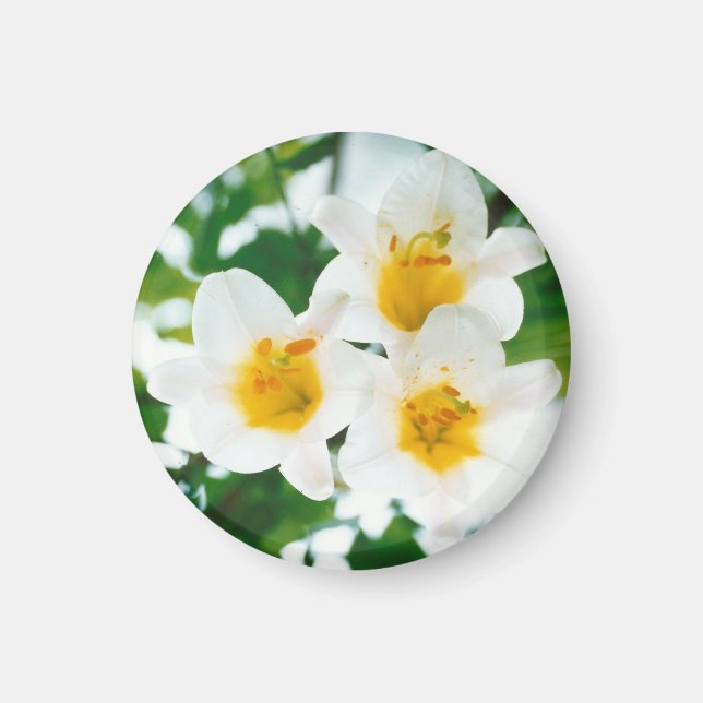 White lilies -  Symbol of love  Magnet (Front)