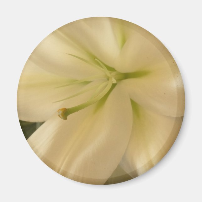 White Lillum Flower Photo Round Magnet (Front)