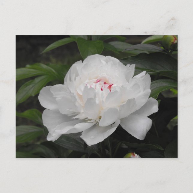 White Lilly Post Card (Front)