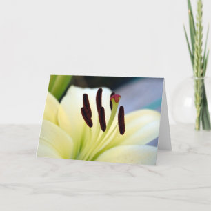 White Lily 1 Card