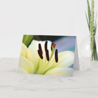White Lily 1 Card