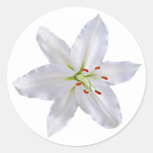 White lily classic round sticker
