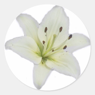 White Lily Classic Round Sticker