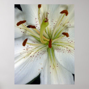 White Lily Close Up Poster