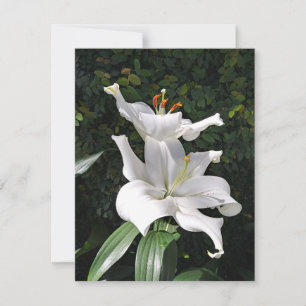 White Lily Dignity Card
