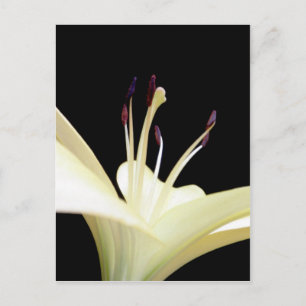 White Lily Flower Lilies Flowers Photo Postcard