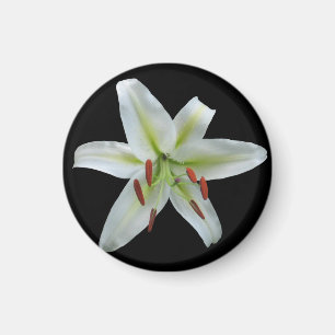 White Lily Magnet