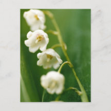 White Lily of the valley (Convallaria majalis) 