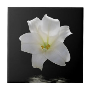 White lily on black tile