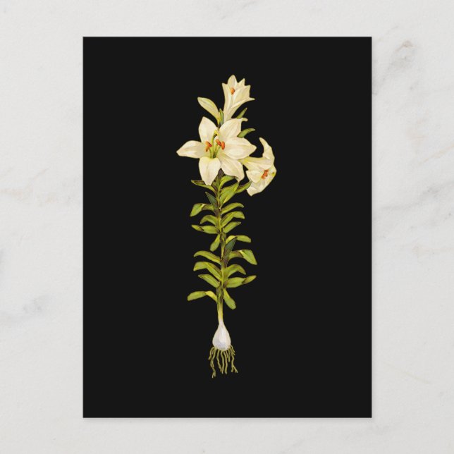 White Lily Postcard (Front)