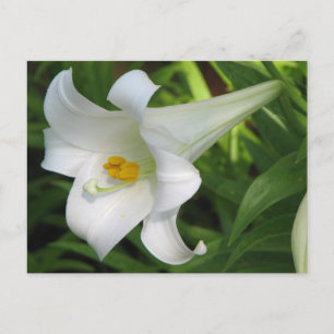 White Lily Postcard