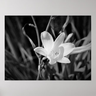 White Lily Poster