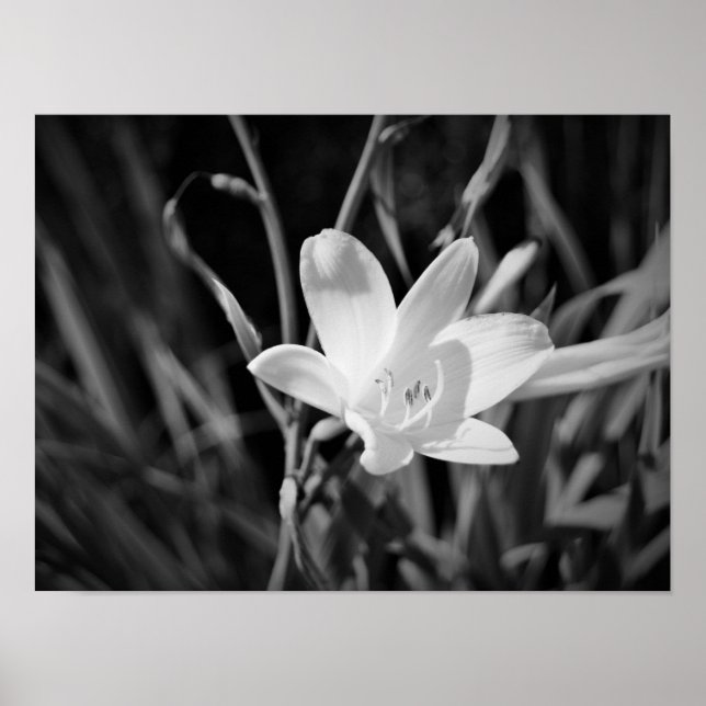 White Lily Poster (Front)