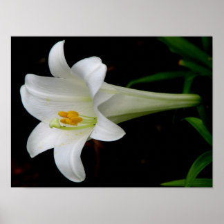 White Lily Poster