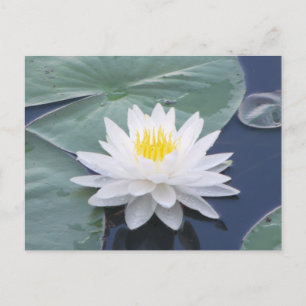 White Lilypad Postcard